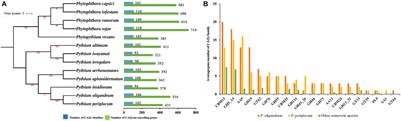 Horizontal Gene Transfer and Tandem Duplication Shape the Unique CAZyme Complement of the Mycoparasitic Oomycetes Pythium oligandrum and Pythium periplocum